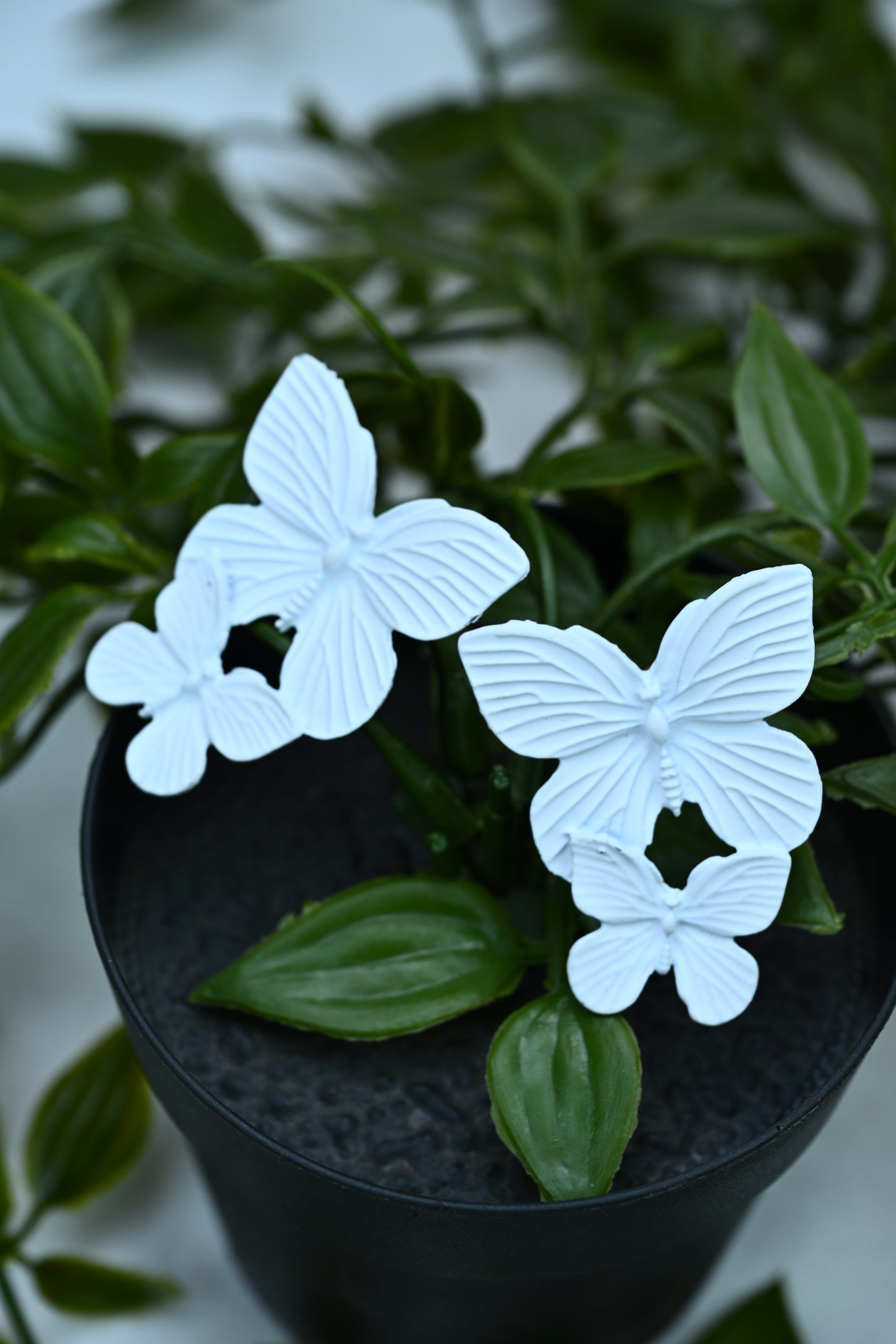 Ivory flutter Earrings